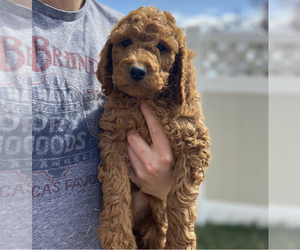 Goldendoodle-Unknown Mix Puppy for sale in SCOTTSDALE, AZ, USA