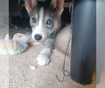 Image preview for Ad Listing. Nickname: Puppy 4