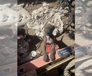 American Staffordshire Terrier Dogs for adoption in San Antonio, TX, USA