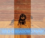 Small #2 Cavalier King Charles Spaniel