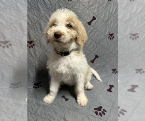 Bernedoodle Puppy for Sale in OLPE, Kansas USA