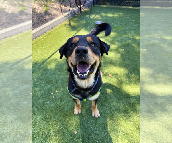 Medium Photo #2 Rottweiler Puppy For Sale in Salinas, CA, USA