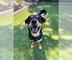 Small #1 Rottweiler