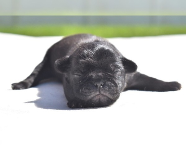 Medium Photo #1 Pug Puppy For Sale in PALM COAST, FL, USA