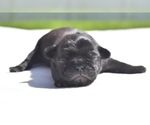 Image preview for Ad Listing. Nickname: Shaggy