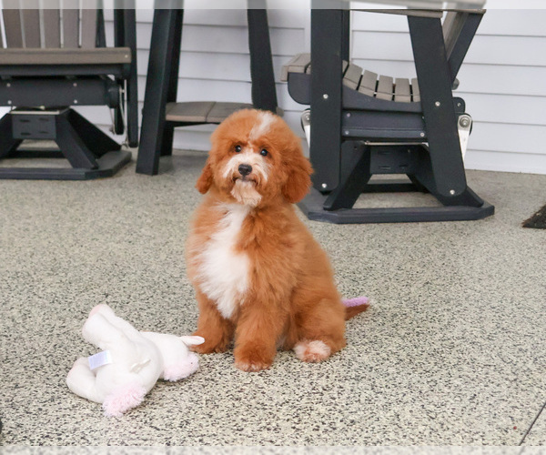 Medium Photo #2 Goldendoodle mix (+ Poodle Miniature) Puppy For Sale in SYRACUSE, IN, USA