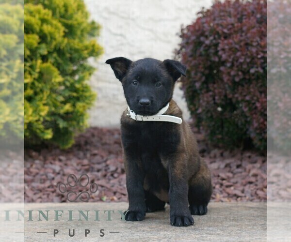 Medium Photo #3 Belgian Malinois Puppy For Sale in HONEY BROOK, PA, USA