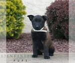 Small #2 Belgian Malinois