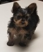 Small Photo #12 Yorkshire Terrier Puppy For Sale in SUWANEE, GA, USA