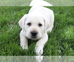 Puppy Dahlia Labrador Retriever