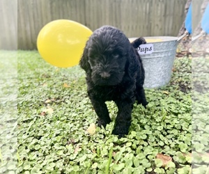 Miniature Labradoodle Puppy for Sale in OCEAN SPRINGS, Mississippi USA