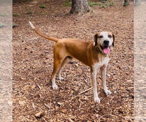 Medium Photo #4 Mutt Puppy For Sale in Canton, CT, USA