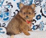 Puppy Mufasa Yoranian