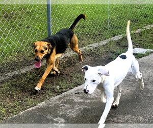 Pointer-Unknown Mix Dogs for adoption in Houston, TX, USA