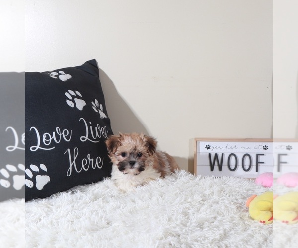 Medium Photo #3 Havanese Puppy For Sale in MOUNT VERNON, OH, USA