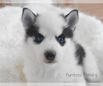 Small #1 Pomsky