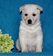 German Shepherd Dog Puppy for sale in PORT DEPOSIT, MD, USA