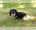 Puppy Hunter Dachshund