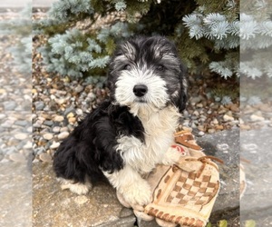Poo-Ton Puppy for sale in MIDDLEBURY, IN, USA