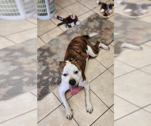Medium Photo #4 American Bulldog-Unknown Mix Puppy For Sale in Tracy City, TN, USA