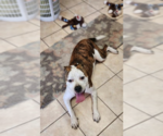 Small #3 American Bulldog Mix