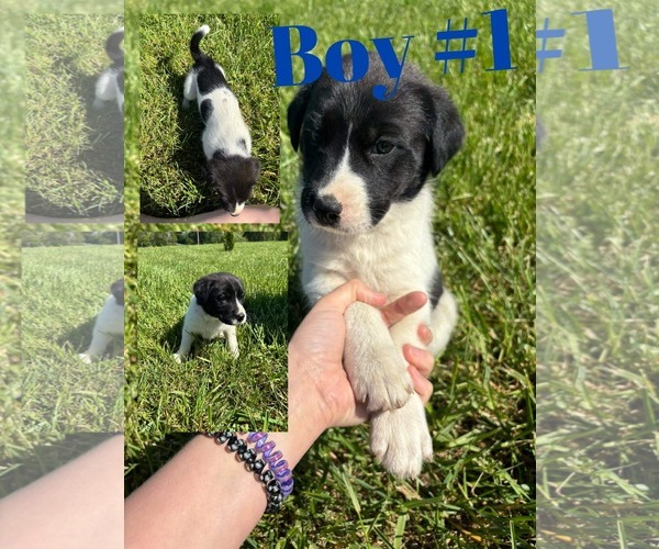 Medium Photo #3 Aussiedor Puppy For Sale in Columbus, IN, USA