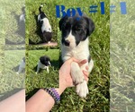 Small #2 Aussiedor