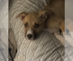 Small #3 Siberian Husky Mix