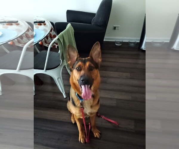 Medium Photo #1 German Shepherd Dog Puppy For Sale in Kankakee, IL, USA
