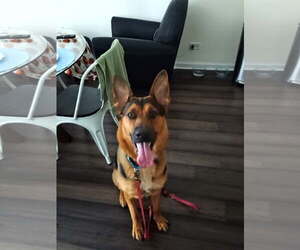 German Shepherd Dog Dogs for adoption in Kankakee, IL, USA