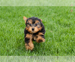 Small #7 Yorkshire Terrier