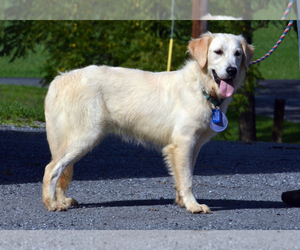 Golden Retriever Puppy for sale in NEWVILLE, PA, USA