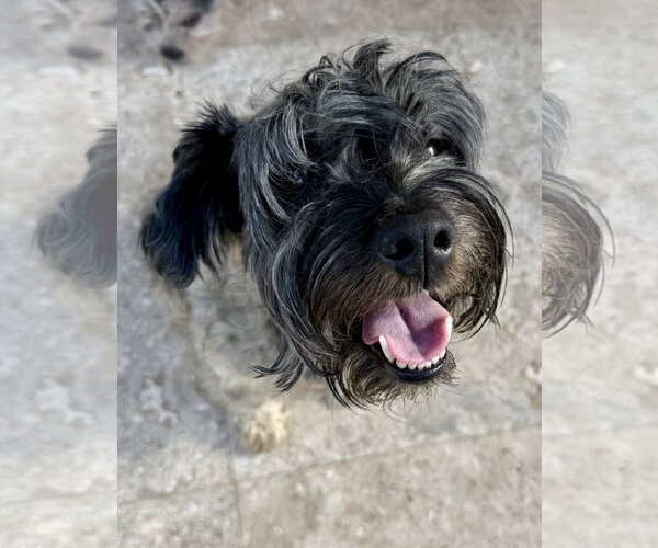 Medium Photo #1 - Mix Puppy For Sale in Boca Raton, FL, USA