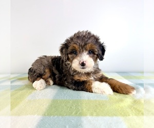 Bernedoodle (Miniature) Puppy for Sale in GREENFIELD, Indiana USA