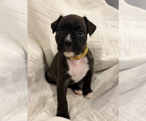 Medium Boxer