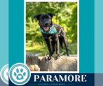 Small #27 Border Collie Mix