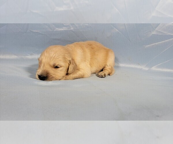 Medium Photo #64 Golden Retriever Puppy For Sale in FALCON, CO, USA