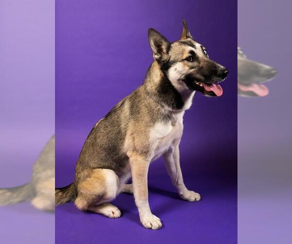 Medium Photo #1 German Shepherd Dog-Huskies  Mix Puppy For Sale in Burbank, CA, USA