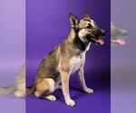 Small German Shepherd Dog-Huskies Mix