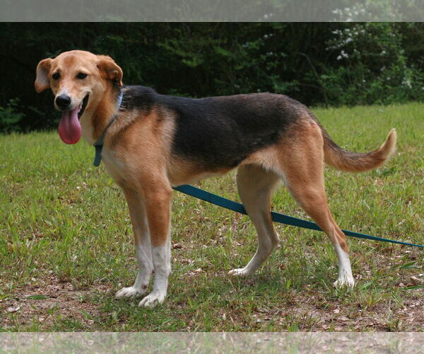 Medium Photo #4 German Shepherd Dog-Whippet Mix Puppy For Sale in Attalka, AL, USA