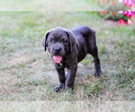 Puppy Cameron Cane Corso