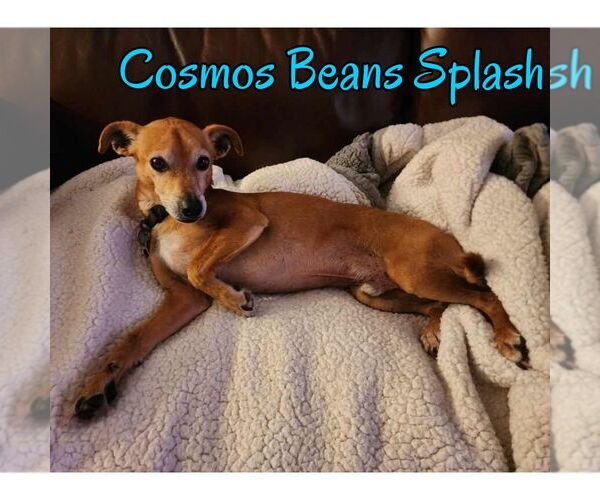 Medium Photo #17 Chiweenie Puppy For Sale in San Antonio, TX, USA