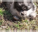 Small Photo #12 Pomeranian Puppy For Sale in DECATUR, TX, USA