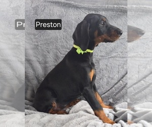 Doberman Pinscher Puppy for sale in POMEROY, OH, USA
