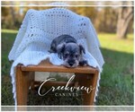 Puppy 1 Schnauzer (Miniature)