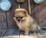 Bo - Male Pomeranian Puppy for Sale - Photo #3