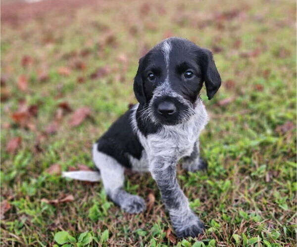 Medium Photo #7 German Shorthaired Pointer-Goldendoodle Mix Puppy For Sale in WILLACOOCHEE, GA, USA