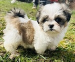 Puppy Poppy Shih Tzu