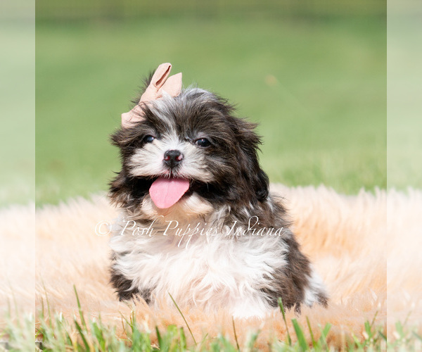 Medium Photo #14 Shih Tzu Puppy For Sale in WARSAW, IN, USA