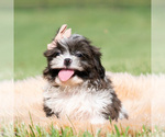 Small #4 Shih Tzu